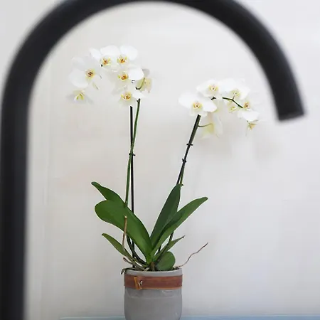 Pueblo Viejo Boutique House *